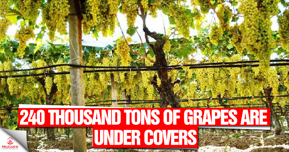 240 thousand tons of grapes are under covers