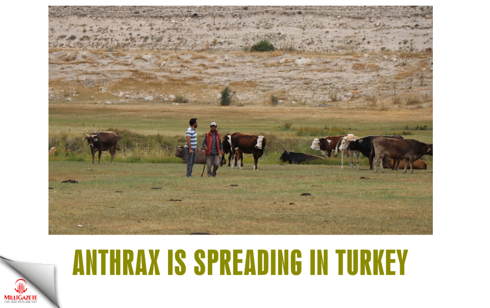 Anthrax is spreading in Turkey