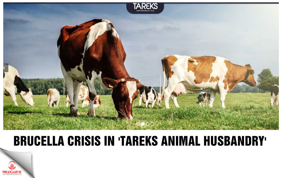 Brucella crisis in 'Tareks Animal Husbandry'