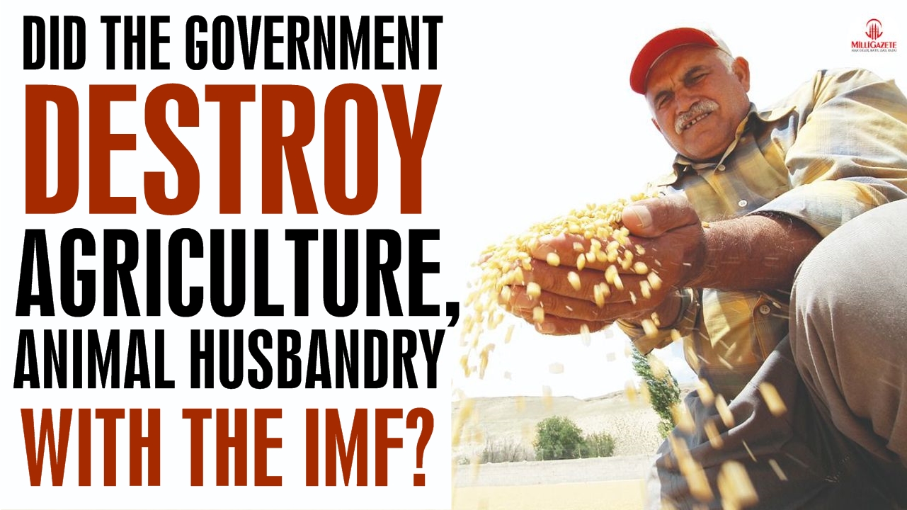 Did the government destroy agriculture and animal husbandry with the IMF?