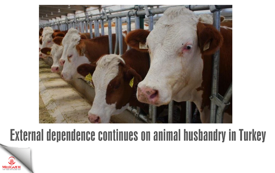 External dependence continues on animal husbandry in Turkey