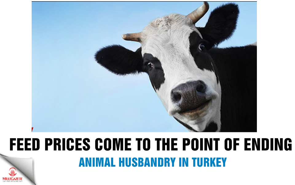 Feed prices come to the point of ending animal husbandry in Turkey