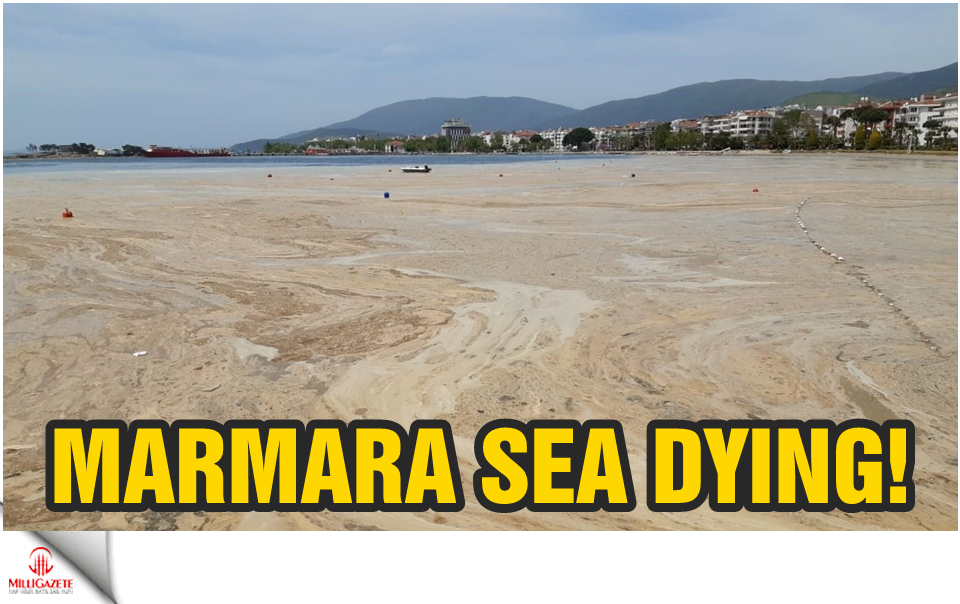 Marmara Sea dying!