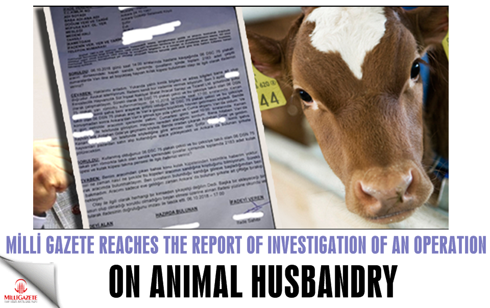 Milli Gazete reaches the report of investigation of an operation on animal husbandry