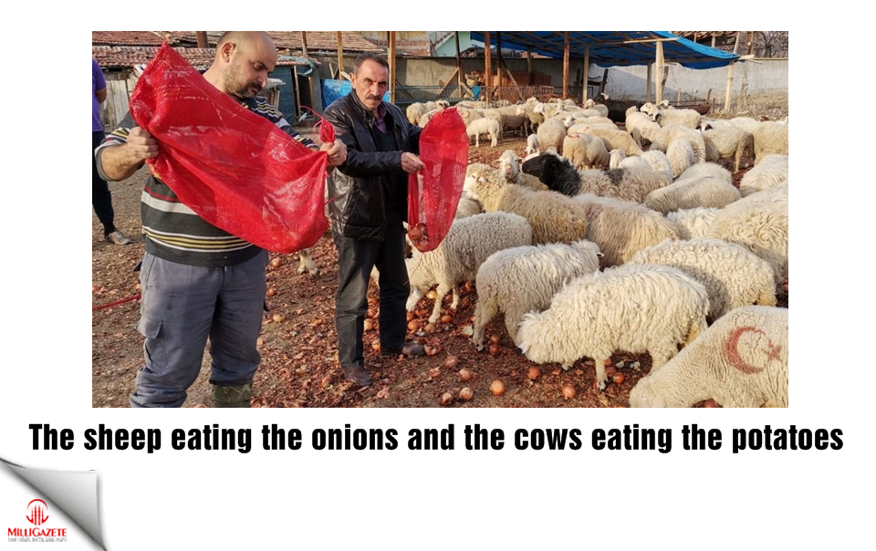 The sheep eating the onions and the cows eating the potatoes