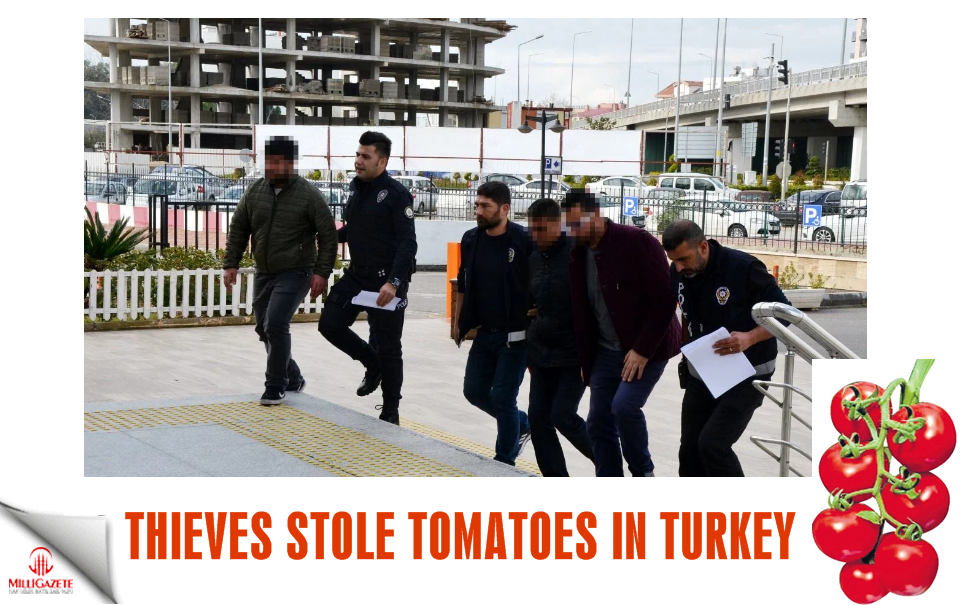 Thieves stole tomatoes in Turkey