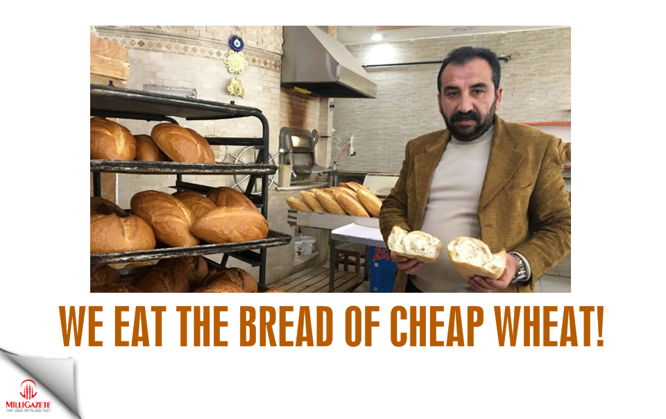 We eat the bread of cheap wheat!