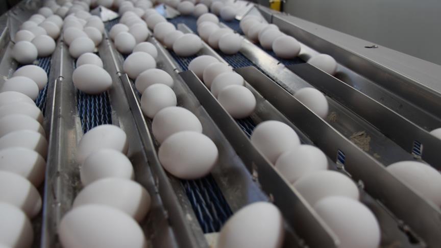 2016 egg exports earn Turkey $300M