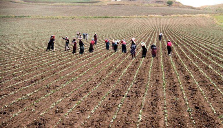 Agricultural land rented for 10 TL per acre!