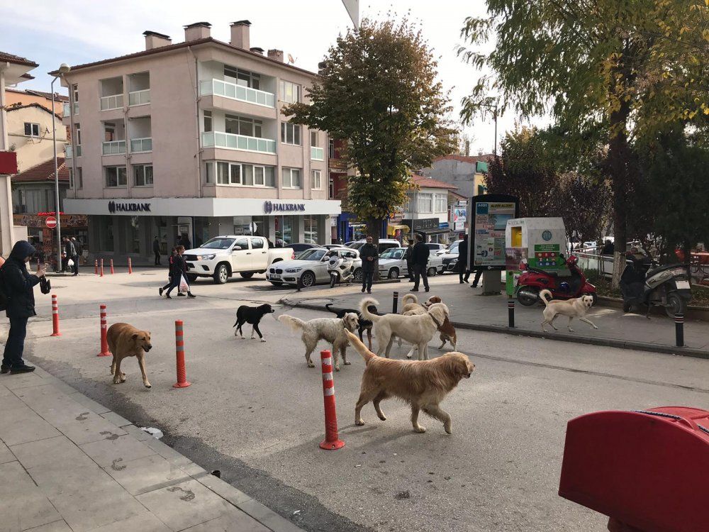 Citizens seek solution to the stray dog problem!