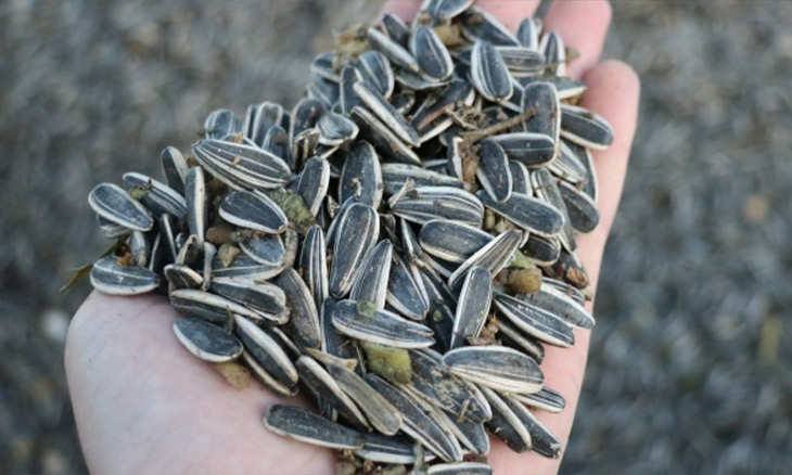 Crowd favorite roasted sunflower seeds banned on Istanbul beach to prevent environment pollution