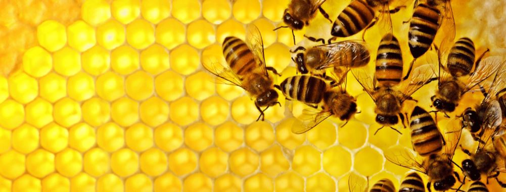 Don't leave the beekeepers alone with the sugar crisis!