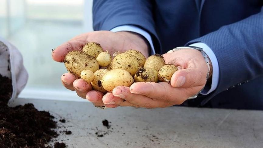 Economy Minister announced! Potatoes imported from Syria