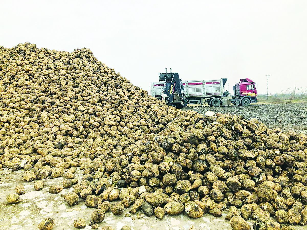 Farmers disappointed with the announced low purchase prices