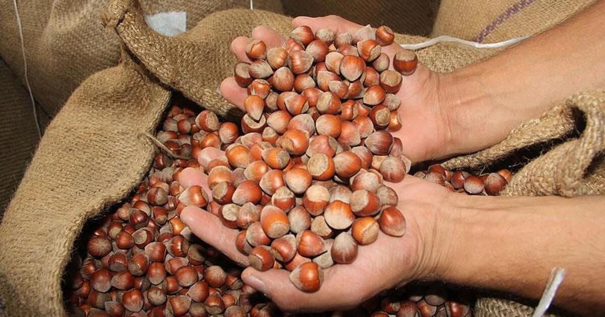 Hazelnut producer disappointed after Erdoğan’s announcement!