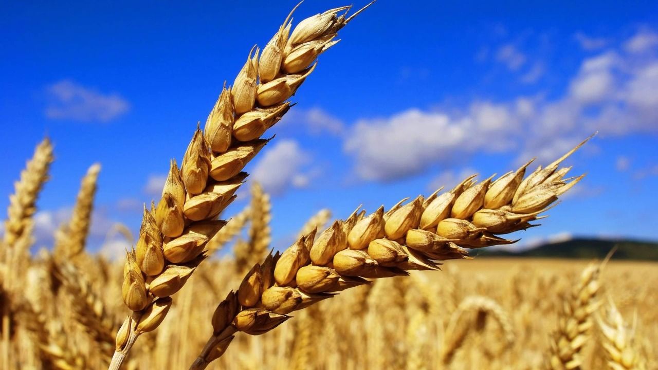 How will the war affect wheat imports?