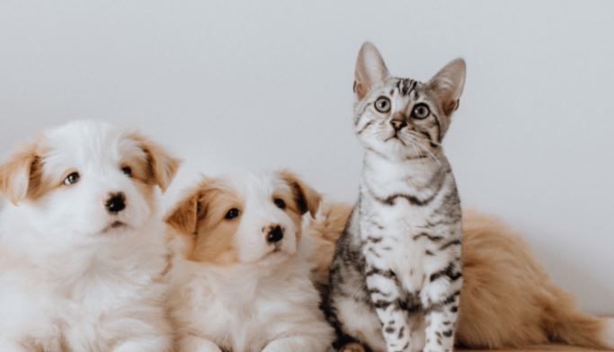 İbrahim Özacar: “We are against both pets' sale and neglect”