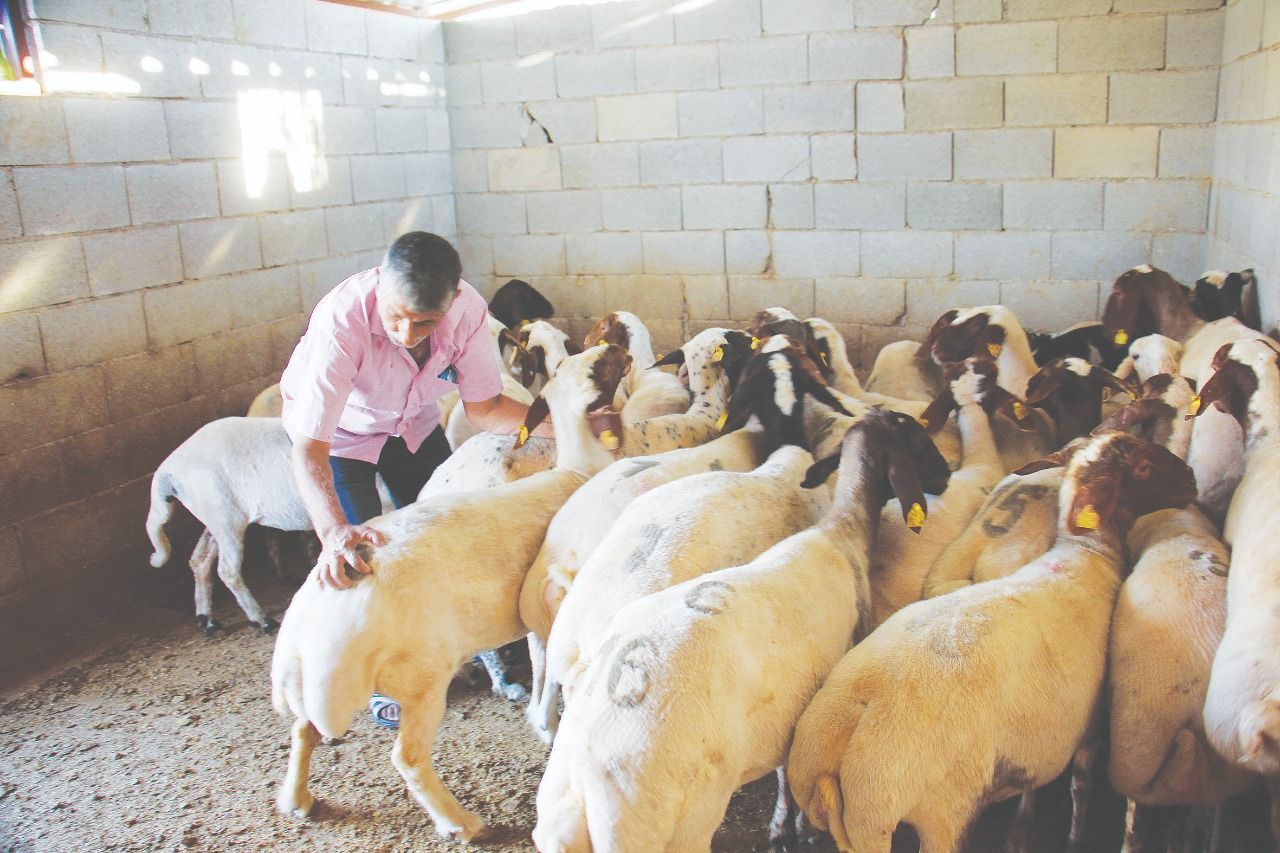 IHH to deliver 6,000 shares of qurban meat to the earthquake zone