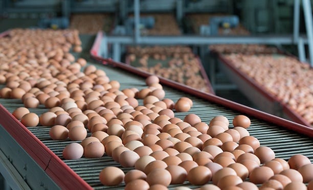 Inspectors appointed after the increase in egg prices