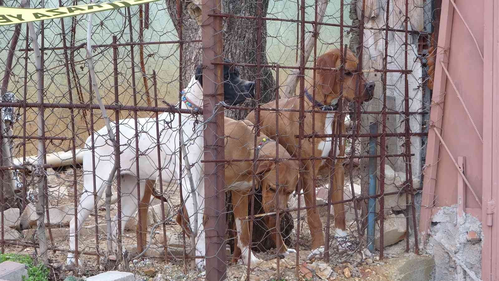 Karaduman brings stray dog attacks to the agenda of the Parliament