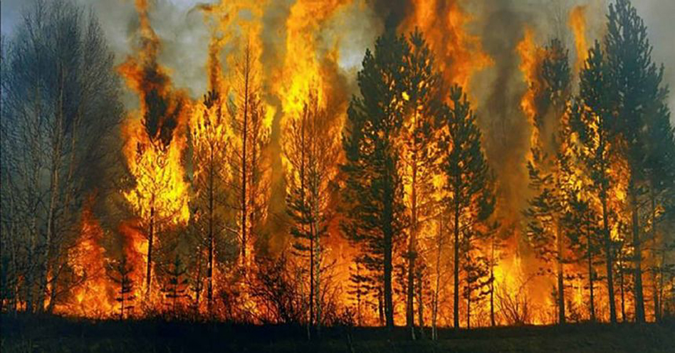 More than 110 hectares of forest land burned down in Turkey in 2019