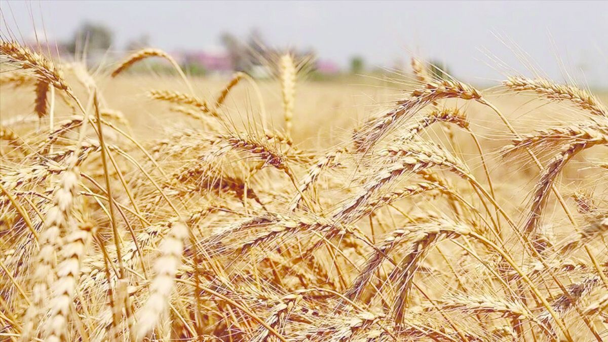 Rainfall increased yield in wheat by 23%