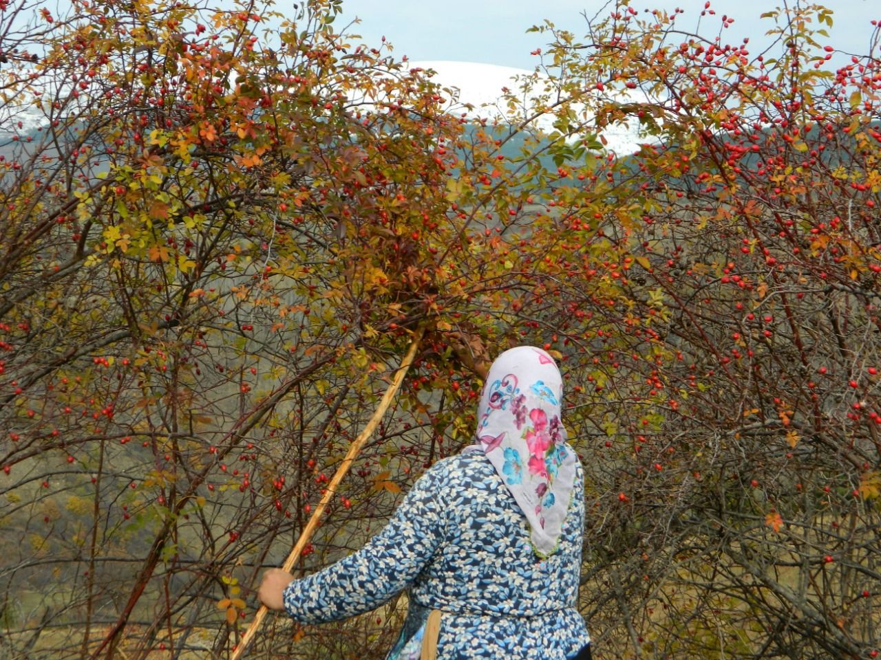 Rosehip stays on branches in Posof