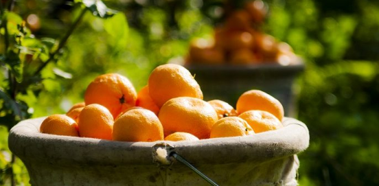 Russia sent 370 tons of mandarin turned back from Turkey