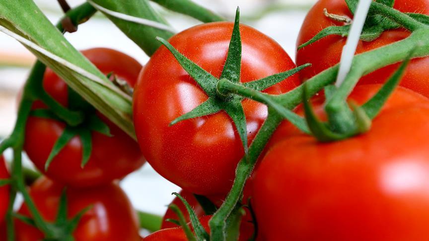Russia, Turkey to discuss tomato imports in August