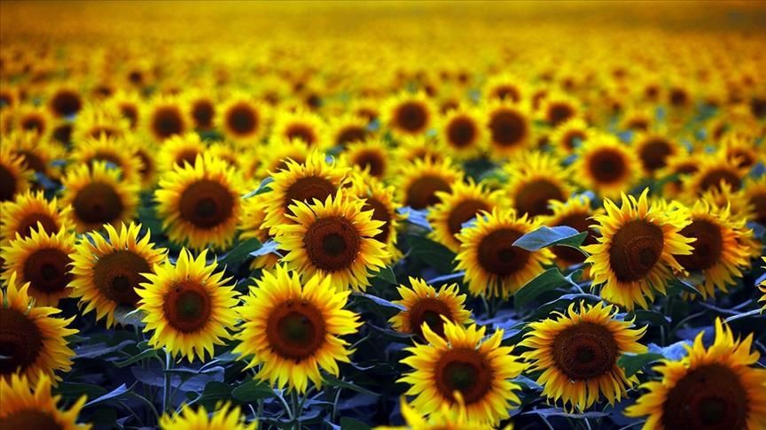 Sunflower producers demand the prices to be announced