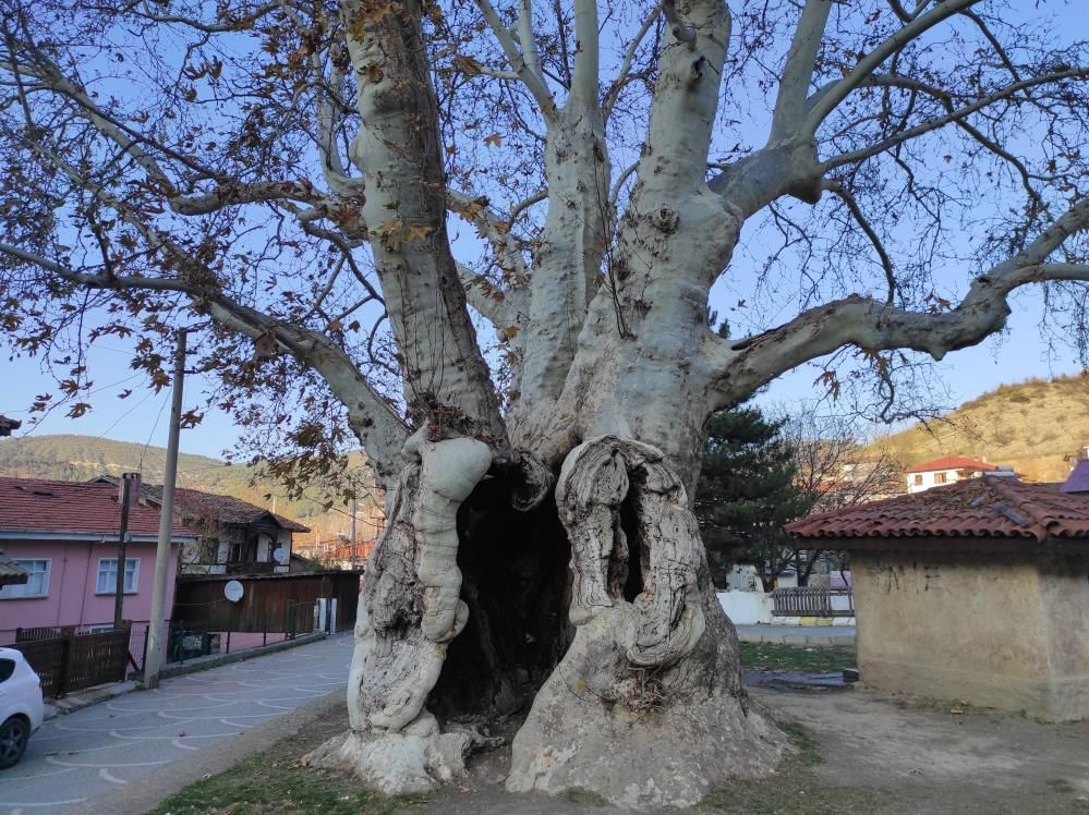 The plane tree: 700 years of history from the Ottoman Empire to the present