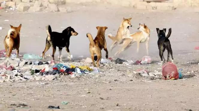 The stray dog problem remained 