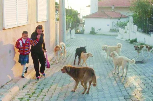 The stray dogs problem alarming in Türkiye