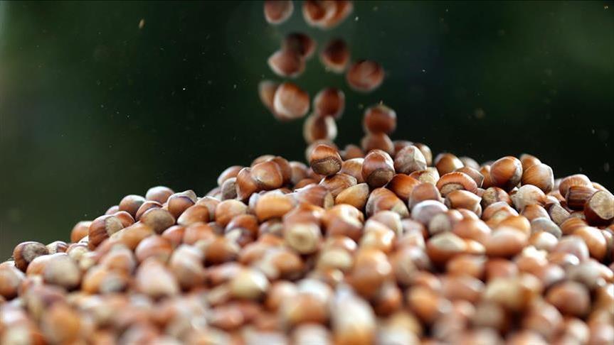 Turkey's hazelnut exports almost double in September