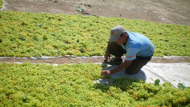 Turkish Grain Board could not reflect the announced price to the producer, the producer is victimized!