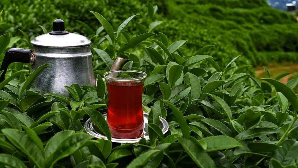 Türkiye raises tea prices 43 percent after presidential election