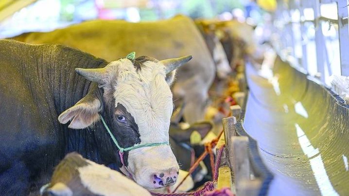Türkiye to ensure health and legality of animals for Eid al-Adha